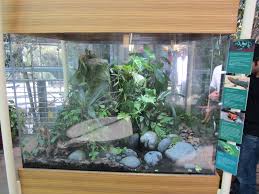 The american green tree www.lllreptile.com. The Mixed Species Dilemma Keeping Reptiles And Amphibians Together