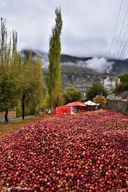 Beautiful Garden Of Apples Gardening Garden Diy Home Flowers Roses Nature Landscaping Horticulture Hunza Valley Beautiful Places On Earth Pakistan