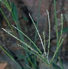 Image result for Digitaria diagonalis