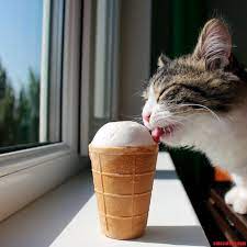 Ice Cream Cute Cats Hq Pictures Of Cute Cats And Kittens Free Pictures Of Funny Cats And Photo Of Cute Kittens Cats Cute Cats And Kittens Crazy Cats