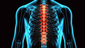 Download 3d Illustration Human Body Spine Card Of A Skeleton Body Parts Blossom Pain Management