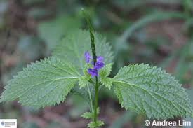 Image result for Stachytarpheta cayennensis