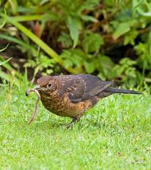 Pin Von Barbel Pohara Auf Vogel Vogel Im Garten Amsel Wacholderdrossel