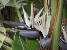 Bird Of Paradise Water Propagation Strelitzia Nicolai Green Plants Jungle Gardens Tropical Plants