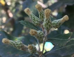 Image result for Brachylaena discolor