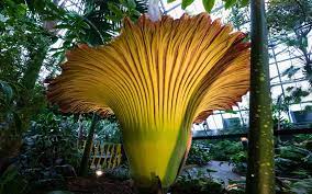 Des chercheurs ont découvert la plus grande fleur du monde jamais répertoriée sur l'île de sumatra, en indonésie. Video La Plus Grande Fleur Du Monde Est Aussi Celle Qui Sent Le Plus Mauvais