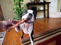 Pig ears are an excellent chew and source of nutrients. Are Pig Ears Safe For Dogs Maggielovesorbit Com