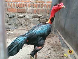 Koleksi video sabung ayam terbaru. Ketahui Lebih Dalam Sabung Ayam Vietnam Agen Bola Sabung Ayam Bola Tangkas Adu Banteng Togel Poker Live Casino
