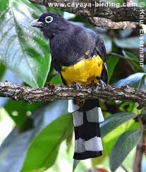 Trogons Of Guatemala By Cayaya Birding Guatemala Animals Birds