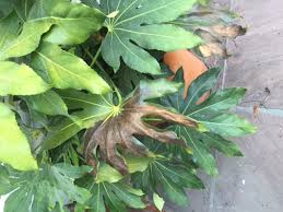 Maybe you would like to learn more about one of these? Questions About Agapanthus And Fatsia
