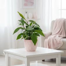 Image result for Ardisia staudtii