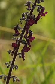 Image result for Equilabium