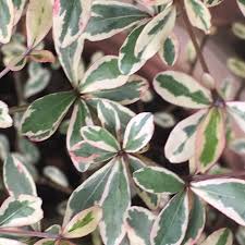 Image result for Terminalia neotaliala