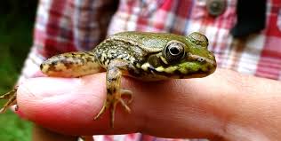 Apparel by hot frog print media is located in the heart of downtown mechanicsburg, pa. All About Frogs Burke Museum