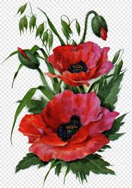 Thanks for watchingplease like and subscribe for. Garden Roses Poppy Flower Drawing Floral Design Poppy Flower Watercolor Painting Flower Arranging Color Png Pngwing