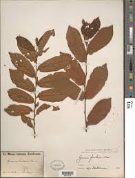 Image result for Grewia forbesii