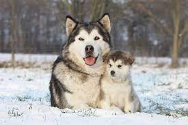 Giant alaskan malamutes, on the other hand, are known to. Giant Alaskan Malamute Does This Breed Exist All Things Dogs All Things Dogs