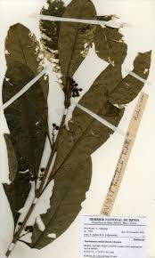 Image result for Pauridiantha