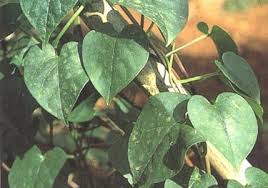 Image result for Eriosema shirense