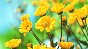 We did not find results for: Latest Beautiful Flowers Hd Wallpapers Free Download Beautiful Flower Images Hd 1488x837 Wallpaper Teahub Io