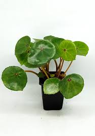 Image result for Begonia clypeifolia