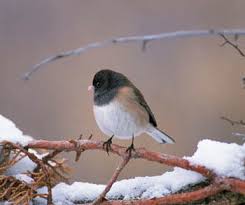 Maybe you would like to learn more about one of these? Results Of Today S Firstbird Poll Audubon California