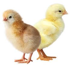 Doc Ayam Dengan Performa Prima Di Indonesia