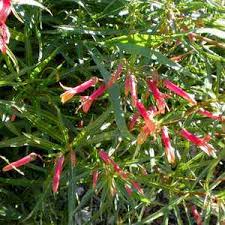 Image result for Alchornea laxiflora