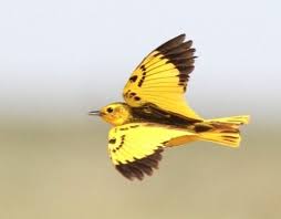 Pin On Wings Lift My Spirit