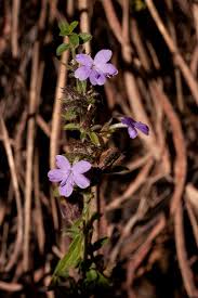 Image result for Barleria spinulosa