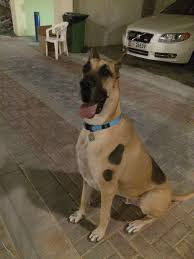 They are the only characters to do so. 14 Dogs That Look Like Scooby Doo In Real Life Scooby Doo Dog Scooby Doo Dog Costume Great Dane