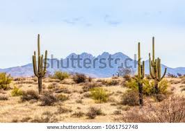 Desert landscape with different layers with cactus and sunset sticker. Shutterstock Puzzlepix
