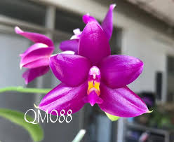 Image result for Indigofera pulchra