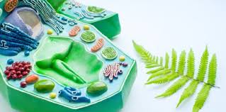 Check spelling or type a new query. What Is An Animal Cell Whatmaster