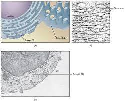 Rough And Smooth Endoplasmic Reticulum Definition Function Structure Eukaryotic Cell Endomembrane System Organelles