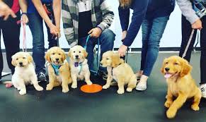 Puppy socialization is a crucial part of raising a happy, healthy, and relaxed dog. Puppy Training Near Me Zoom Room Zoom Room Dog Training