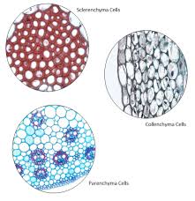 Eukaryotic cell structure and function. Eukaryotic Plant Cells Definition Examples Characteristics Video Lesson Transcript Study Com