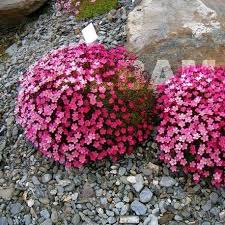 Skalnica Arendsa Peter Pan Saxifraga Arendsii Albamar Flower Seeds Ground Cover Seeds Bonsai Flower