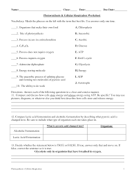 Identify the phases of cellular respiration that use substrate level phosphorylation and that use oxidative. 31 Photosynthesis And Cellular Respiration Worksheet Answer Key Worksheet Project List