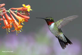 In humans, symptoms may include dizziness, confusion, fainting, and convulsions. Meet Five Common Pollinators Garden Gate