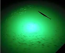 Best Underwater Fishing Lights For Night Fishing Marine Waterline In 2020 Fishing Lights Night Fishing Underwater Lights