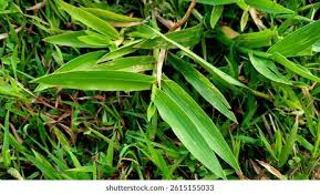 Image result for Axonopus