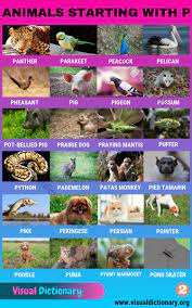 This large list of animals starting with c contains the meaning and an example of the usage of the words in a sentence. Animals That Start With P List Of 70 Amazing Animals Starting With P Visual Dictionary Animals Name In English Animals Visual Dictionary