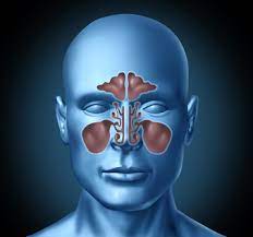 Eine wirkungsvolle kausale behandlung der nasennebenhöhlenentzündung existiert nicht. Nasennebenhohlenentzundung Sinusitis Hno Arzt Berlin Mitte