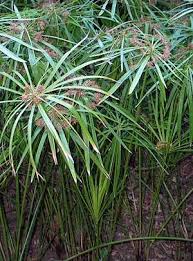 Image result for Cyperus margaritaceus