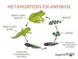 Animales Que Sufren La Metamorfosis En Su Desarrollo Metamorfosis Metamorfosis Del Sapo Sapos Y Ranas