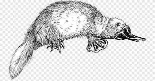 Perry the platypus = kacsacsőrű kerry. Perry The Platypus Drawing Phineas Flynn Line Art Raccoon Mammal Child Png Pngegg