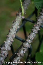 Image result for Tinospora orophila