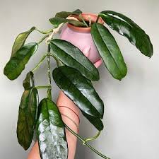 Image result for Microcoelia globulosa