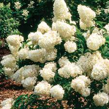 We did not find results for: Little Lamb Panicle Hydrangea Hydrangea Paniculata Proven Winners